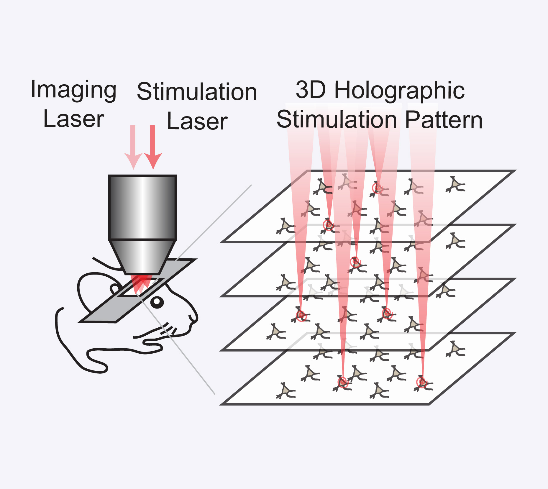 3D Optogenetics