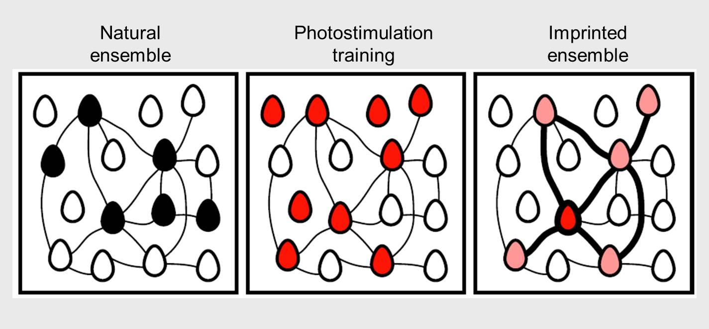 Imprinting cortical ensembles